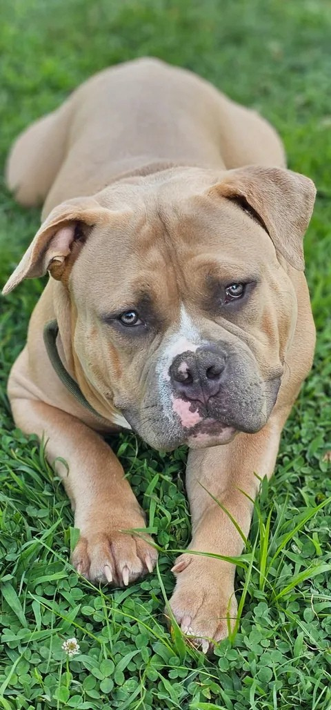Tank, a tan and white dog lying in green grass in warm sunlight.